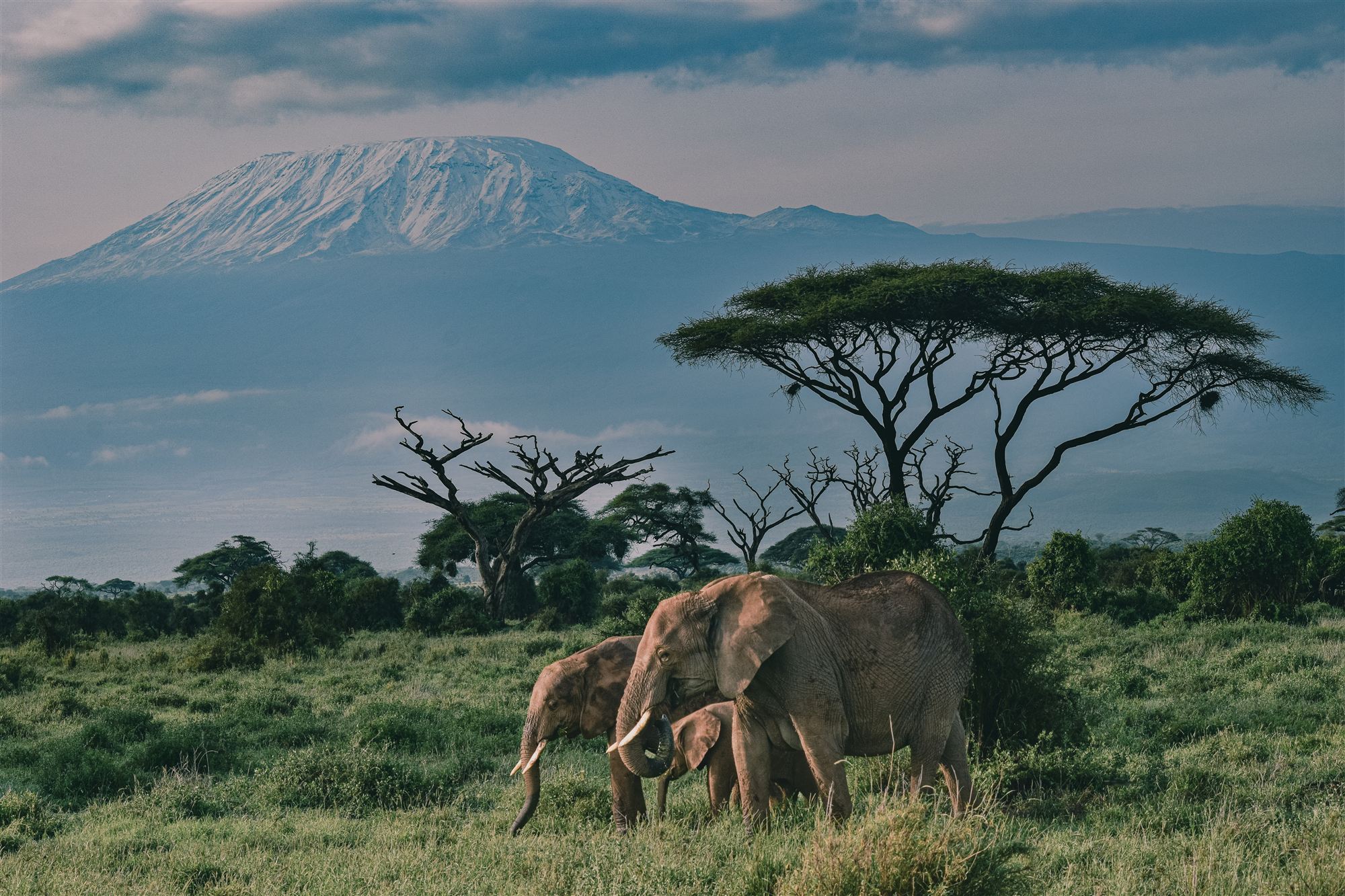 Éléphants devant le Kilimandjaro